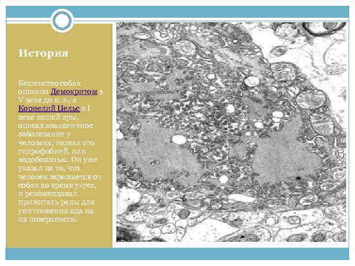 История Бешенство собак описано Демокритом в V веке до н. э. , а Корнелий