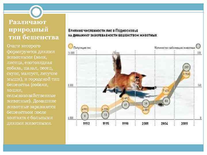 Различают природный тип бешенства Очаги которого формируются дикими животными (волк, лисица, енотовидная собака, шакал,