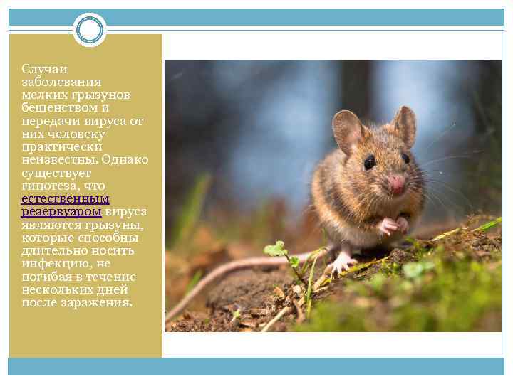 Случаи заболевания мелких грызунов бешенством и передачи вируса от них человеку практически неизвестны. Однако