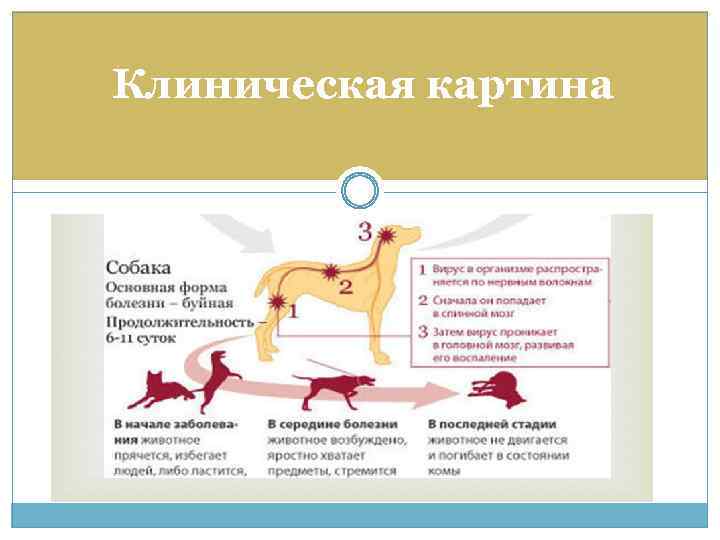 Клиническая картина 