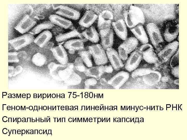 Размер вириона 75 -180 нм Геном-однонитевая линейная минус-нить РНК Спиральный тип симметрии капсида Суперкапсид