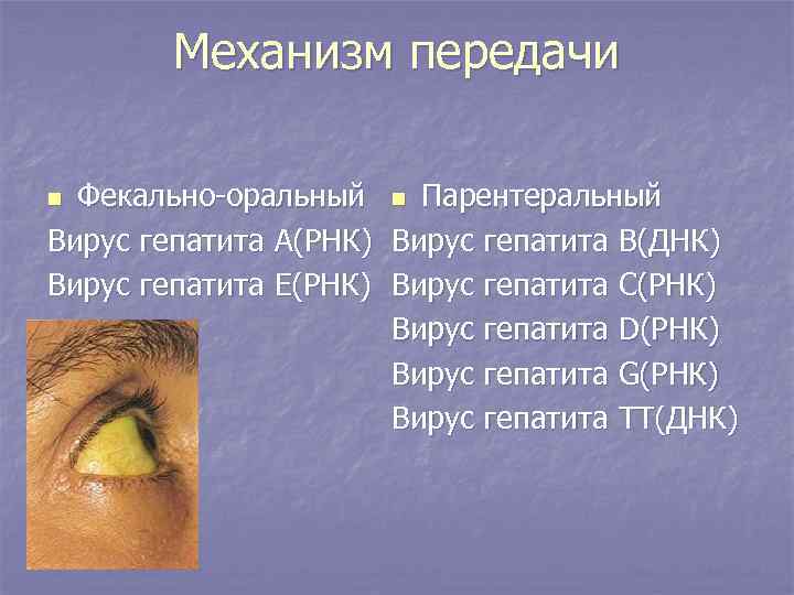 Механизм передачи Фекально-оральный n Парентеральный Вирус гепатита А(РНК) Вирус гепатита В(ДНК) Вирус гепатита Е(РНК)