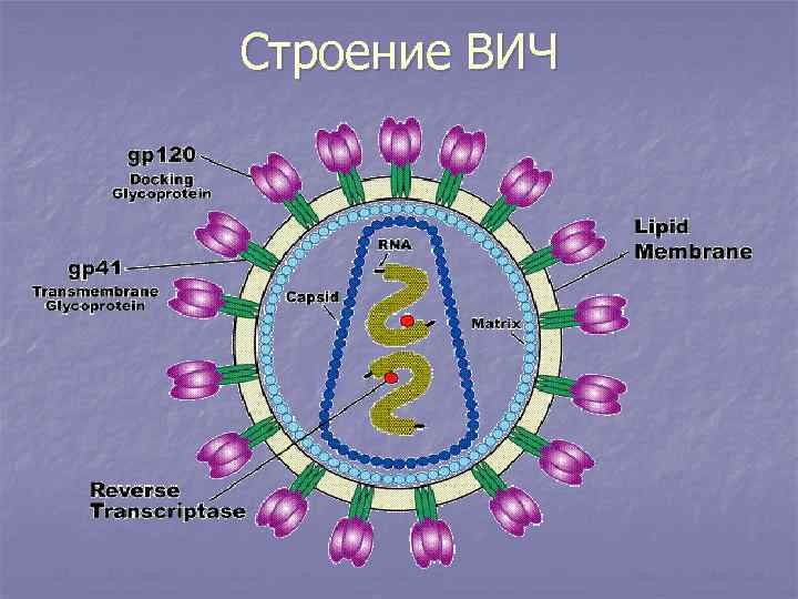 Строение ВИЧ 