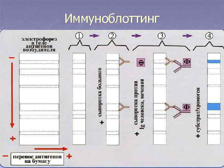 Иммуноблоттинг 