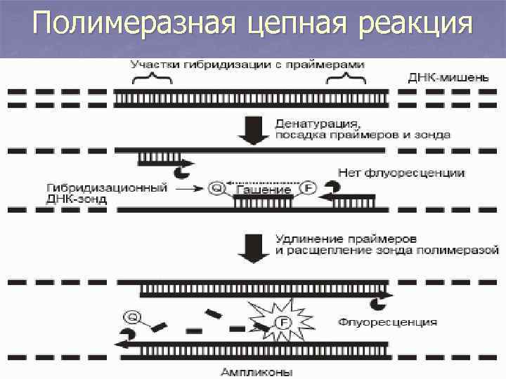 Полимеразная цепная реакция 