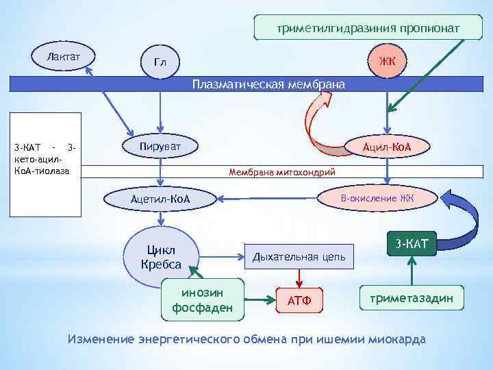 триметилгидразиния пропионат Лактат ЖК Гл Плазматическая мембрана 3 -КАТ – 3 кето-ацил. Ко. А-тиолаза
