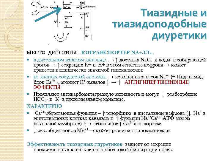 Тиазидные и тиазидоподобные диуретики МЕСТО ДЕЙСТВИЯ - КОТРАНСПОРТЕР NA+/CL-. в дистальном извитом канальце →