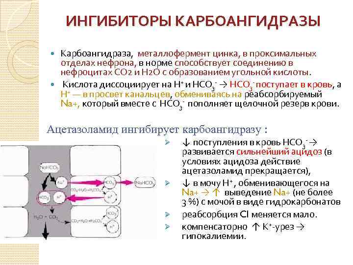 ИНГИБИТОРЫ КАРБОАНГИДРАЗЫ Карбоангидраза, металлофермент цинка, в проксимальных отделах нефрона, в норме способствует соединению в