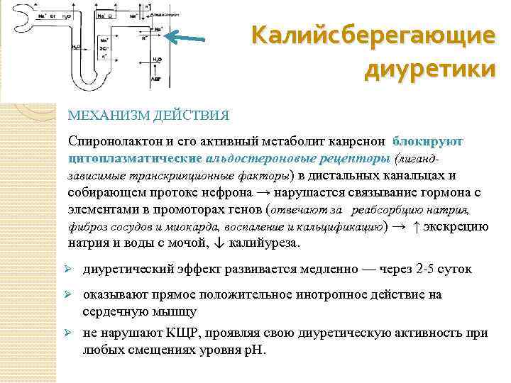 Диуретическое действие это