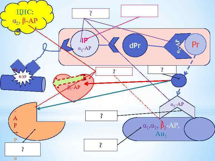 ЦНС: α 2, β-АР IР α 2 -АР ? d. Pr α 2 -АР