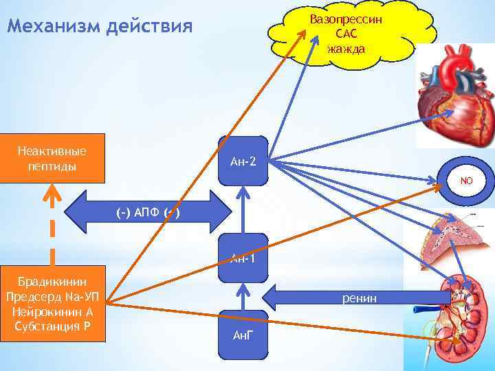 Вазопрессин САС жажда Механизм действия Неактивные пептиды Ан-2 NO (-) АПФ (+) Ан-1 Брадикинин