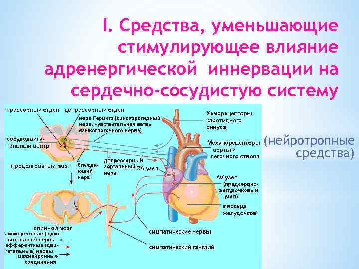 I. Средства, уменьшающие стимулирующее влияние адренергической иннервации на сердечно-сосудистую систему (нейротропные средства) 