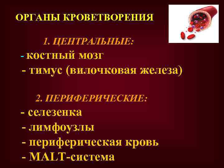 ОРГАНЫ КРОВЕТВОРЕНИЯ 1. ЦЕНТРАЛЬНЫЕ: - костный мозг - тимус (вилочковая железа) 2. ПЕРИФЕРИЧЕСКИЕ: -