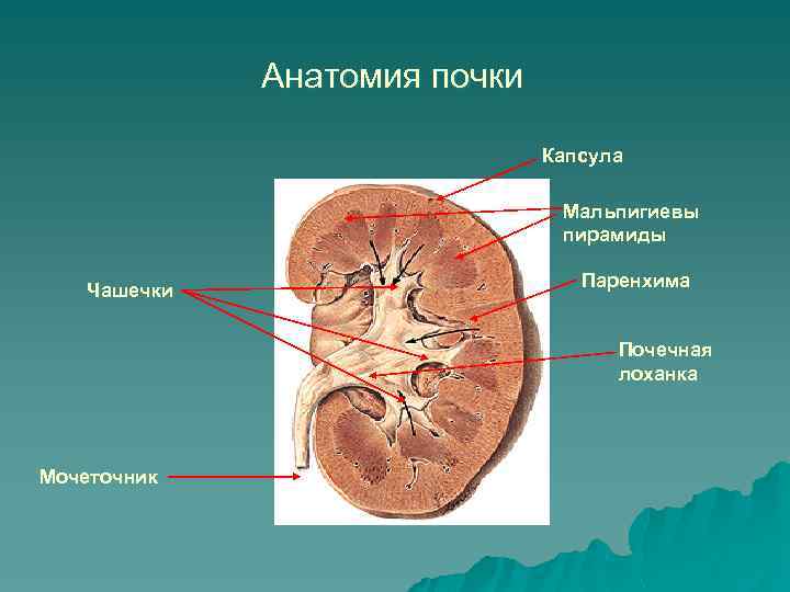 Анатомия почки Капсула Мальпигиевы пирамиды Чашечки Паренхима Почечная лоханка Мочеточник 