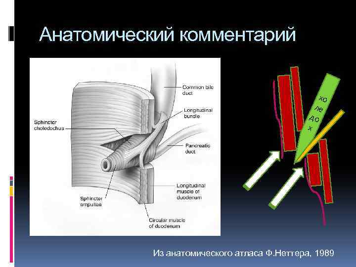 Анатомический комментарий хо ле до х Из анатомического атласа Ф. Неттера, 1989 