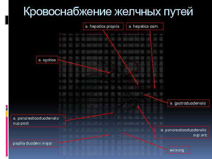 Кровоснабжение желчных путей a. hepatica propria a. hepatica com. a. cystica a. gastroduodenalis a.