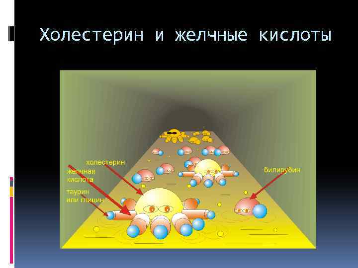 Холестерин и желчные кислоты 