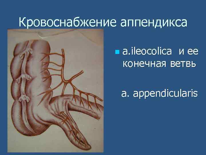 Кровоснабжение аппендикса n а. ileocolica и ее конечная ветвь a. appendicularis 