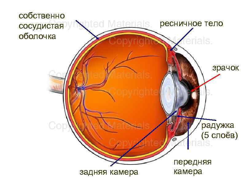 собственно сосудистая оболочка ресничное тело зрачок радужка (5 слоёв) задняя камера передняя камера 