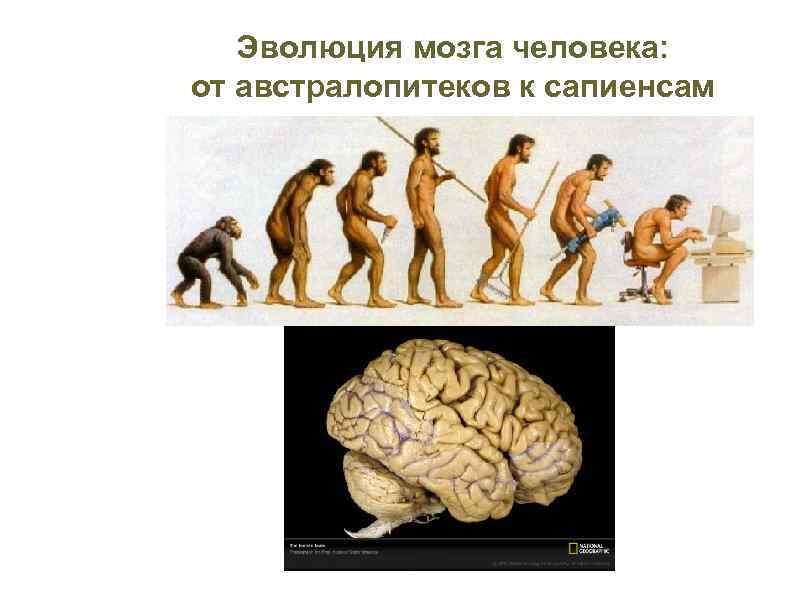 Эволюция размера мозга. Эволюция человеческого мозга. Размер мозга человека Эволюция. Эволюция современного человека.