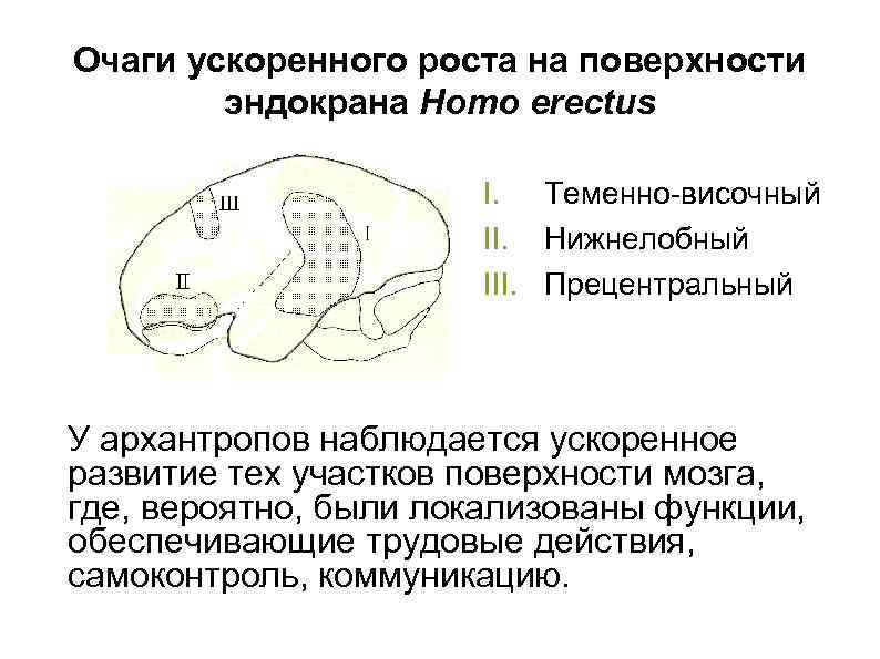 Очаги ускоренного роста на поверхности эндокрана Homo erectus I. Теменно-височный II. Нижнелобный III. Прецентральный