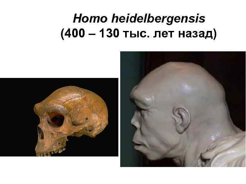 Homo heidelbergensis (400 – 130 тыс. лет назад) 