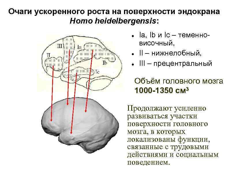 Мозг австралопитека и человека. Объем мозга австралопитека. Австралопитек строение мозга. Homo Heidelbergensis объем мозга.