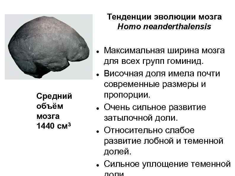 Homo объем мозга. Хомо сапиенс объем мозга. Объем человеческого мозга в см3. Объем головного мозга homo sapiens. Размер мозга человека Эволюция.