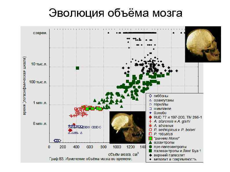 Эволюция объёма мозга 