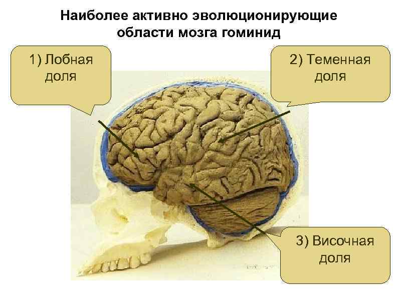 Наиболее активно эволюционирующие области мозга гоминид 1) Лобная доля 2) Теменная доля 3) Височная