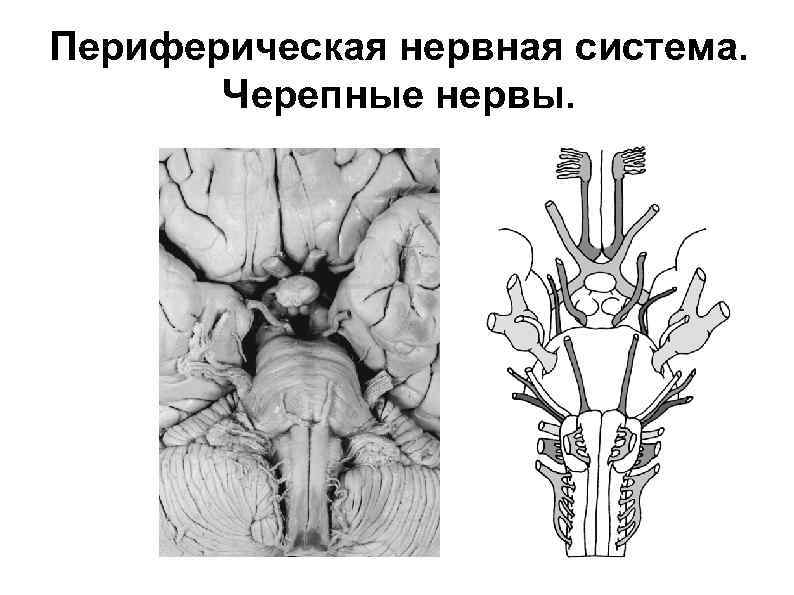 Периферическая нервная система. Черепные нервы. 