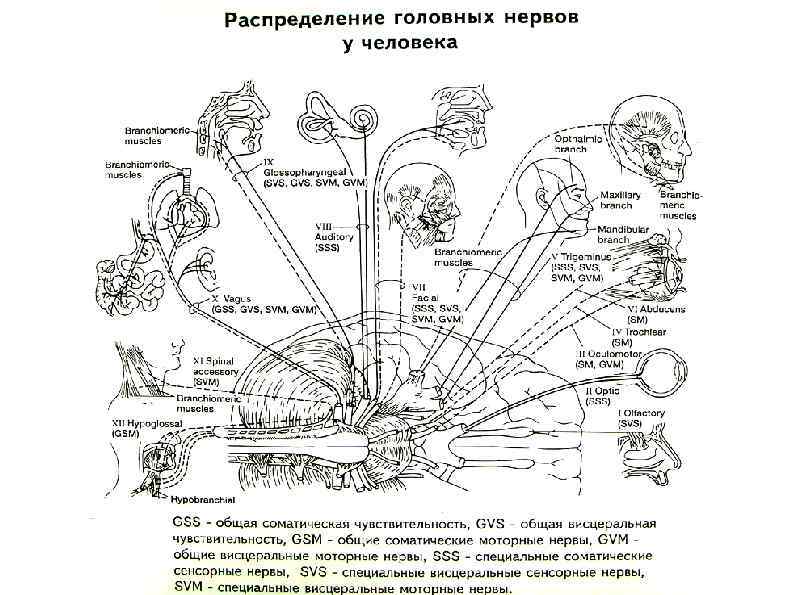 Эволюция мозга человека