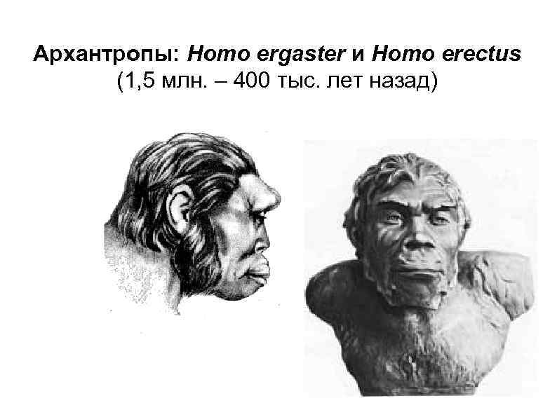 Архантропы: Homo ergaster и Homo erectus (1, 5 млн. – 400 тыс. лет назад)