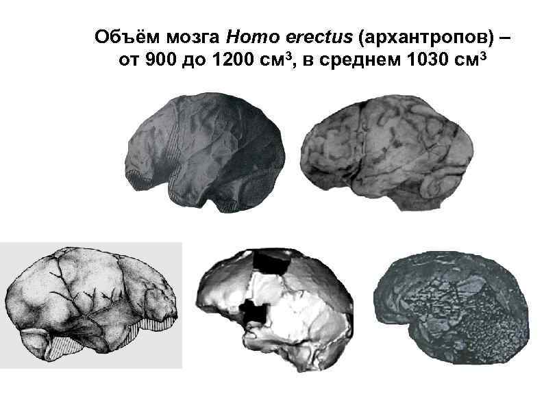 Homo объем мозга