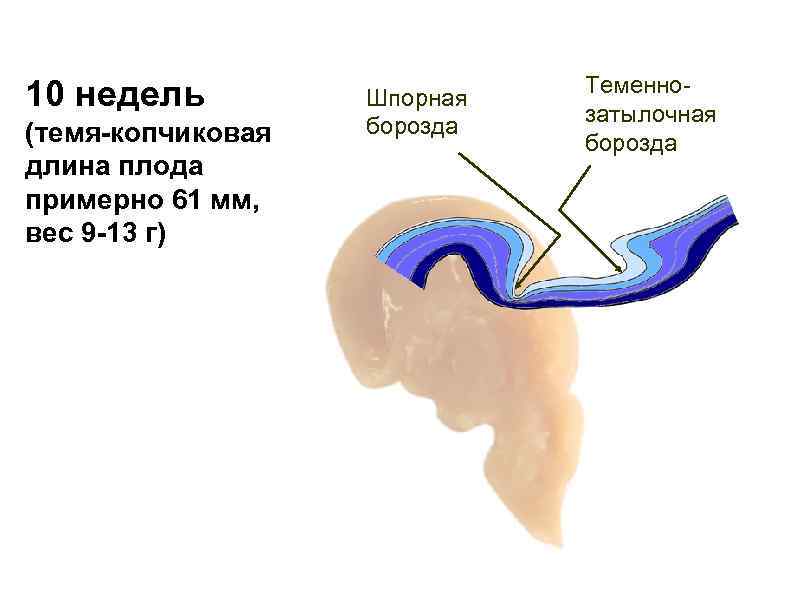 10 недель (темя-копчиковая длина плода примерно 61 мм, вес 9 -13 г) Шпорная борозда