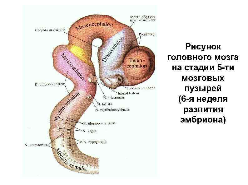 Стадии головного мозга