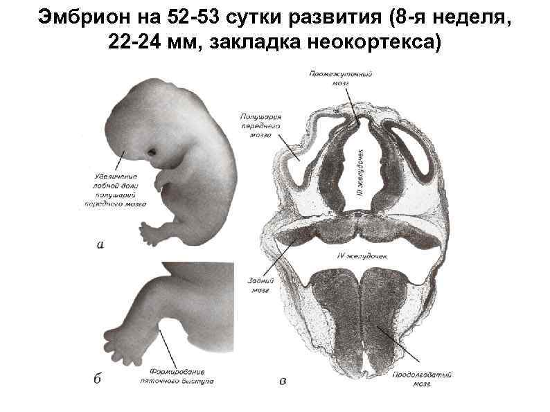 Эмбрион на 52 -53 сутки развития (8 -я неделя, 22 -24 мм, закладка неокортекса)