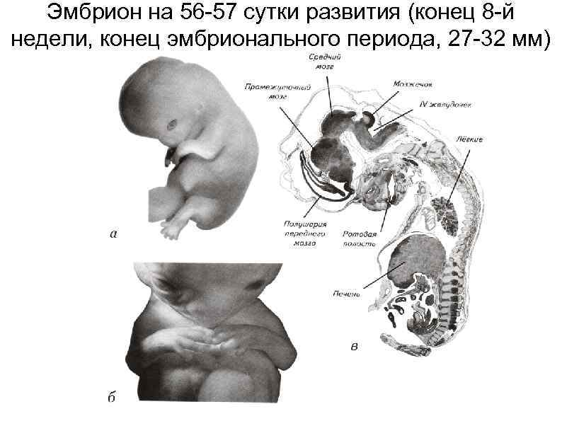 Эмбрион на 56 -57 сутки развития (конец 8 -й недели, конец эмбрионального периода, 27