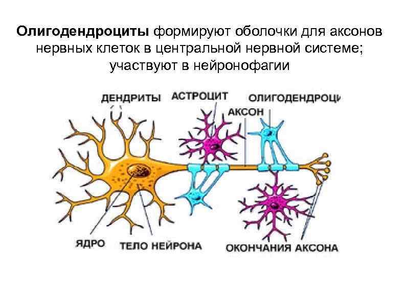 Олигодендроциты формируют оболочки для аксонов нервных клеток в центральной нервной системе; участвуют в нейронофагии