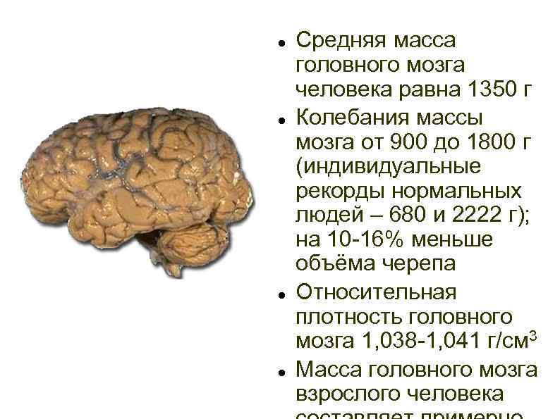  Средняя масса головного мозга человека равна 1350 г Колебания массы мозга от 900