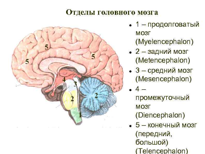 Отделы головного мозга 5 5 5 4 3 2 2 1 1 – продолговатый