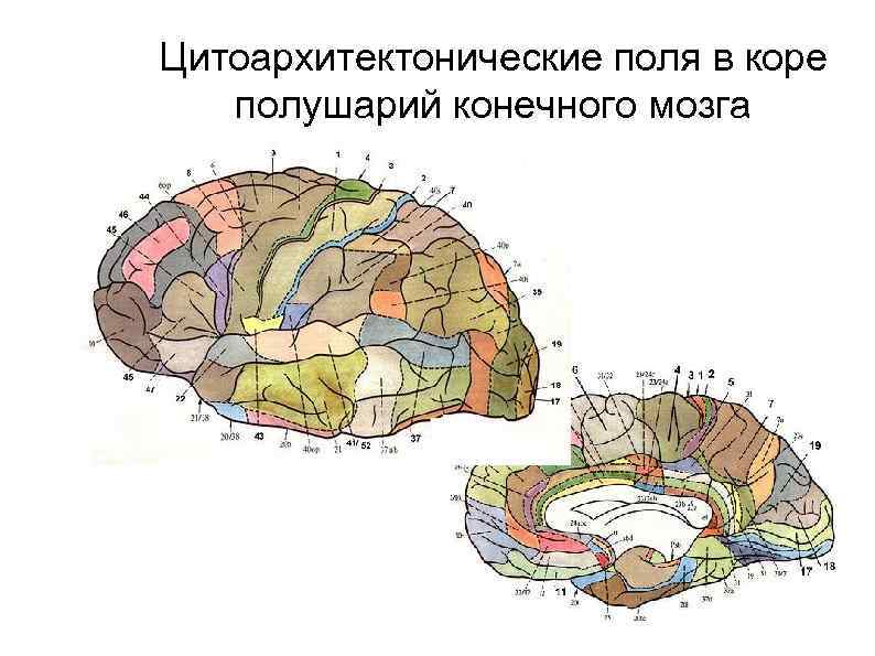Цитоархитектонические поля в коре полушарий конечного мозга 