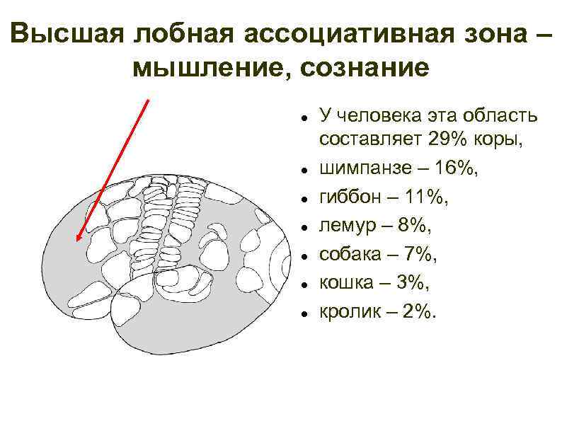 Высшая лобная ассоциативная зона – мышление, сознание У человека эта область составляет 29% коры,