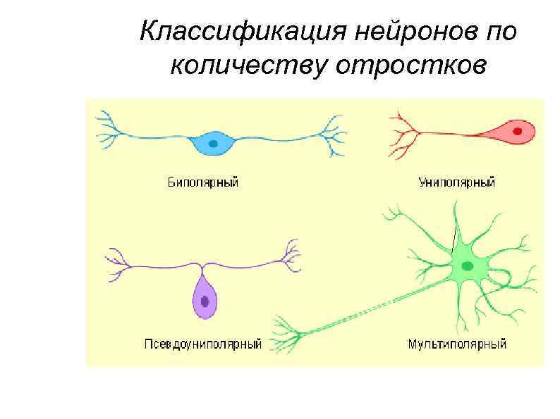 Классификация нейронов по количеству отростков 