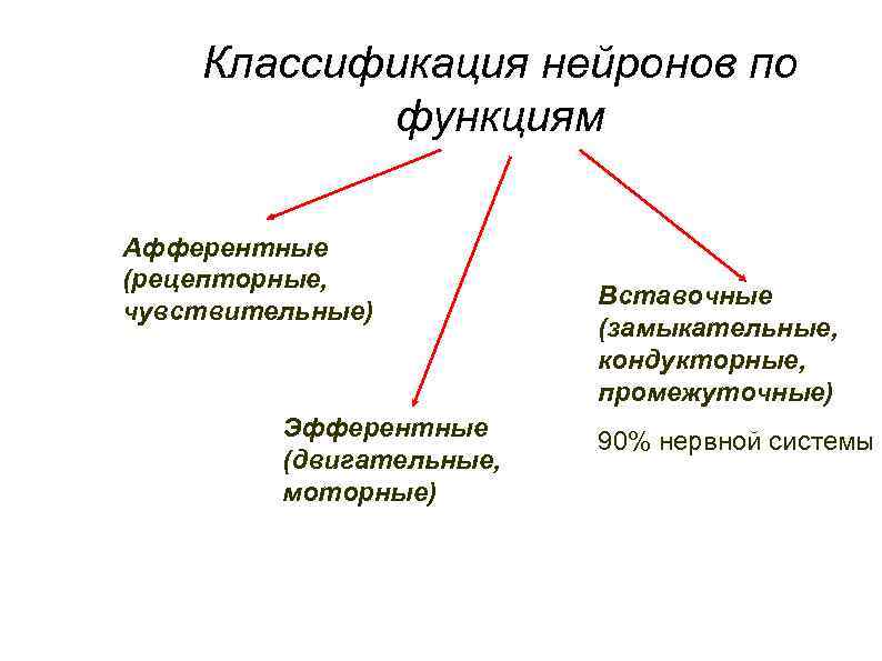 Классификация нейронов по функциям Афферентные (рецепторные, чувствительные) Эфферентные (двигательные, моторные) Вставочные (замыкательные, кондукторные, промежуточные)