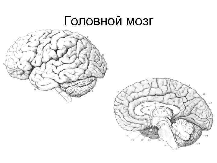 Головной мозг 