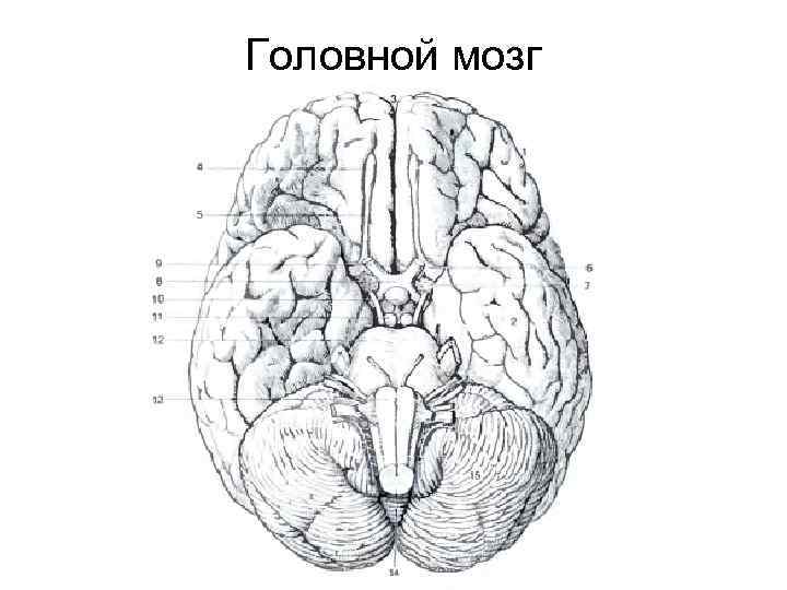 Головной мозг 