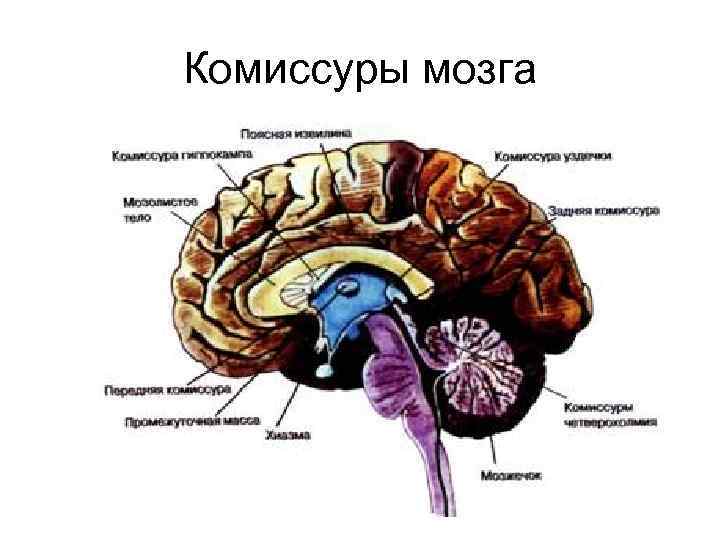 5 основных мозгов. Три комиссуры мозга. Комиссуры серого мозга. Метод перерезки комиссур мозга. Комиссура свода.