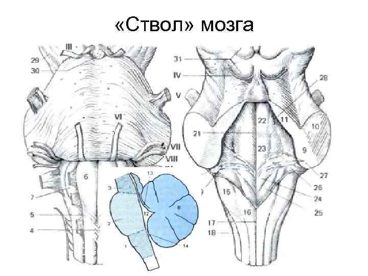  «Ствол» мозга 