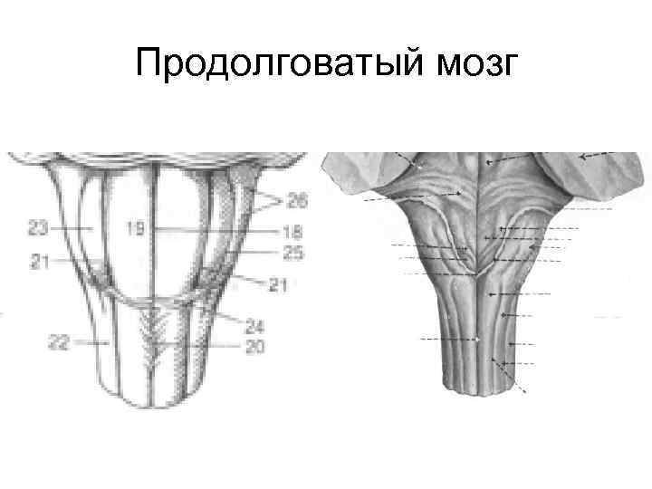 Продолговатый мозг 